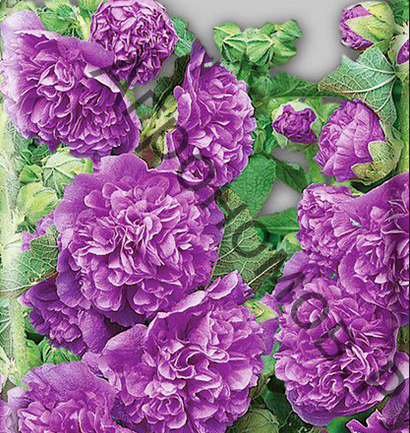 Шток-роза (Мальва) розовая Пленифлора Вайолит - фото 1