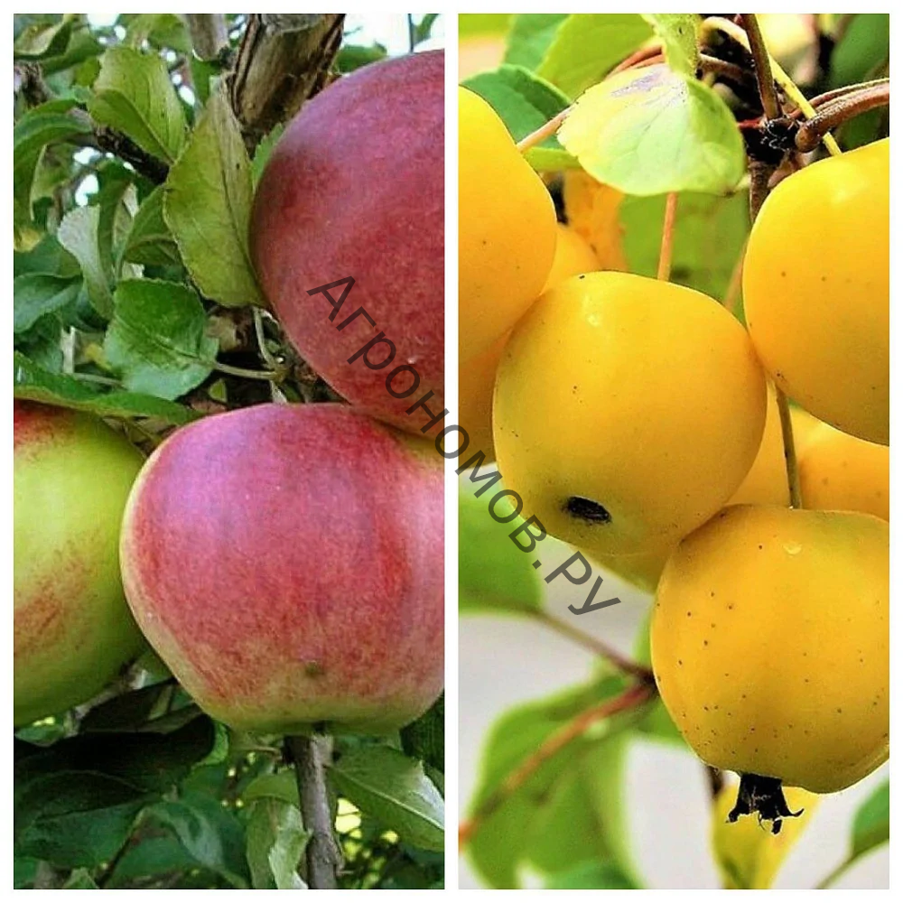 Дерево-сад (2-3 летка) яблоня 2 сорта Уэлси - Китайка золотая ранняя - фото 1