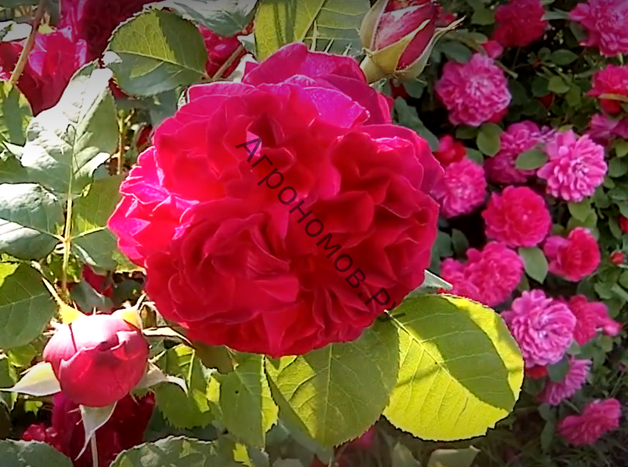 Роза английская Манстед Вуд - фото 1