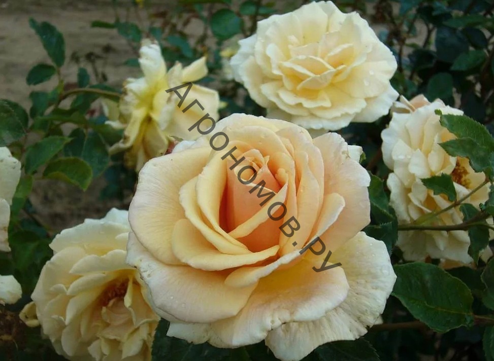 Роза чайно-гибридная Даймонд Джубили - фото 1
