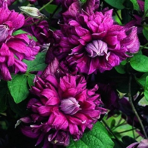 Клематис ботанический Пурпуреа Плена Элеганс  - фото 1
