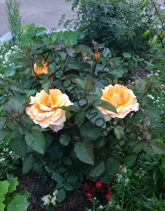 Чайно-гибридная роза Эльдорадо: описание, характеристики, фото, отзывы садоводов