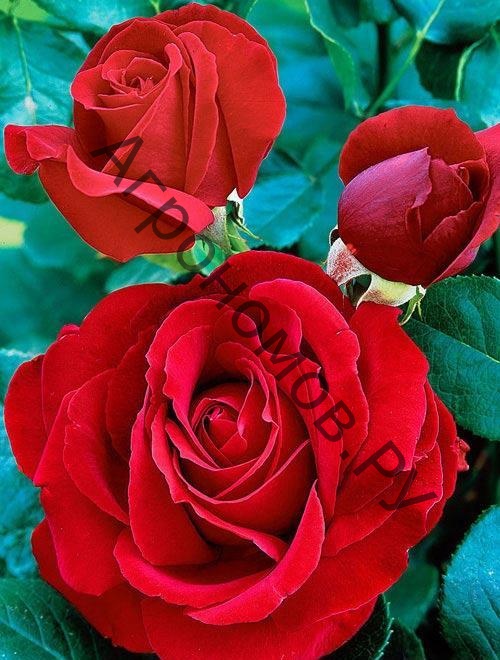 Роза чайно-гибридная Софи Лорен - фото 1