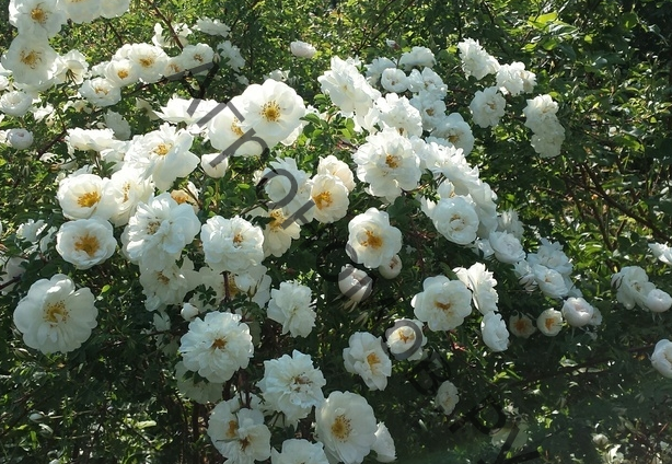 Роза канадская парковая Каква - фото 1