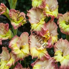 Гладиолус крупноцветковый Фэнтези