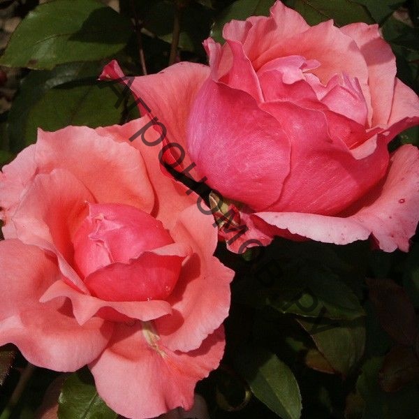 Роза чайно-гибридная Бель Анж - фото 1