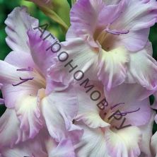 Гладиолус крупноцветковый Леди Джейн
