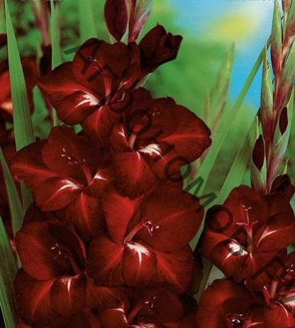 Гладиолус крупноцветковый Арабиан Найт - фото 1