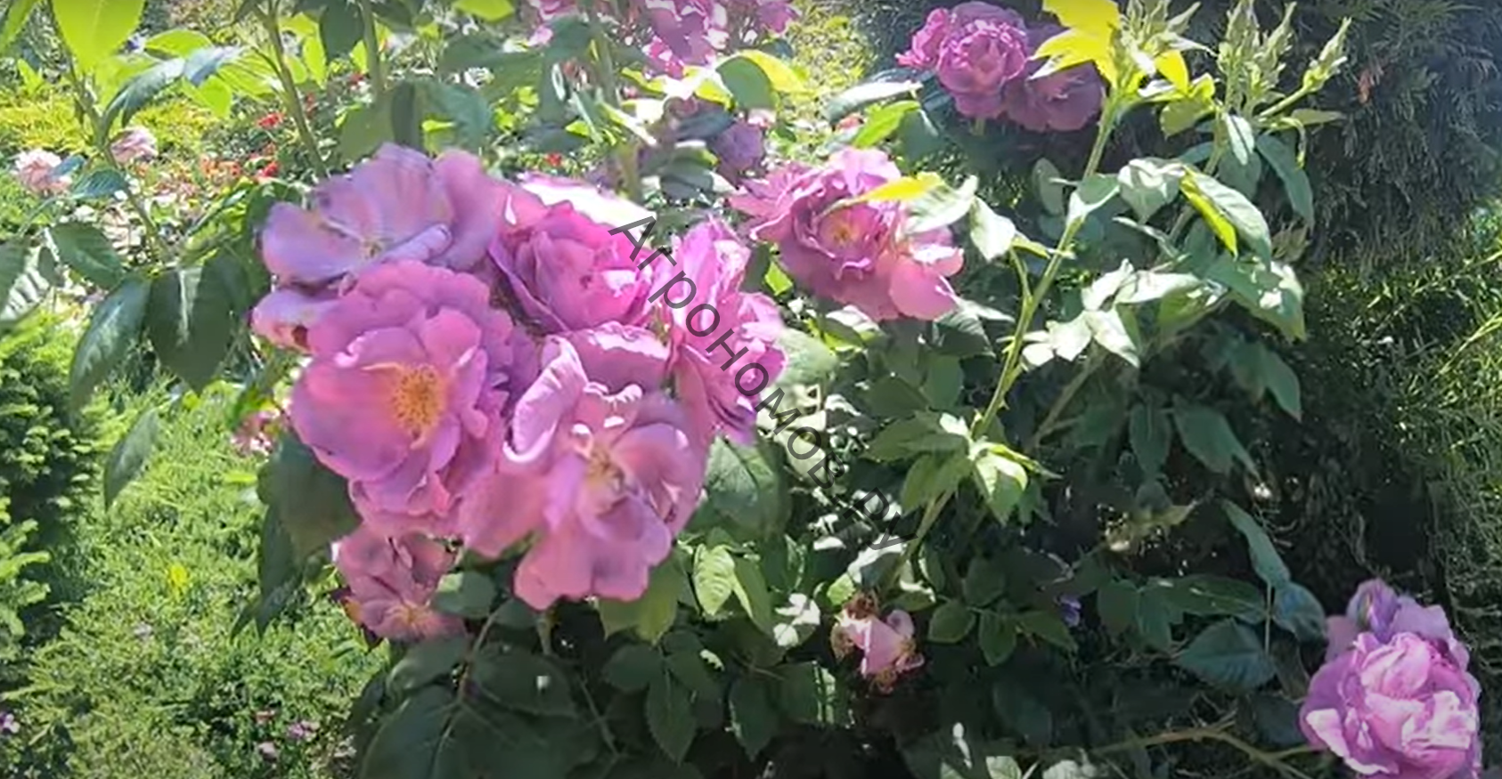 Роза парковая Рапсоди ин Блю - фото 1