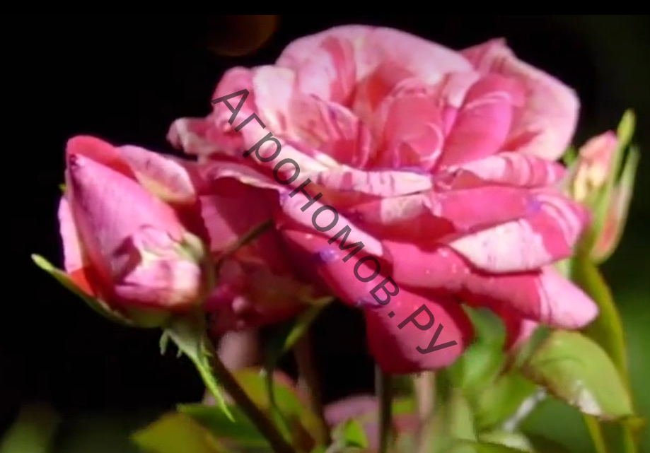 Роза флорибунда Пападжина - фото 1