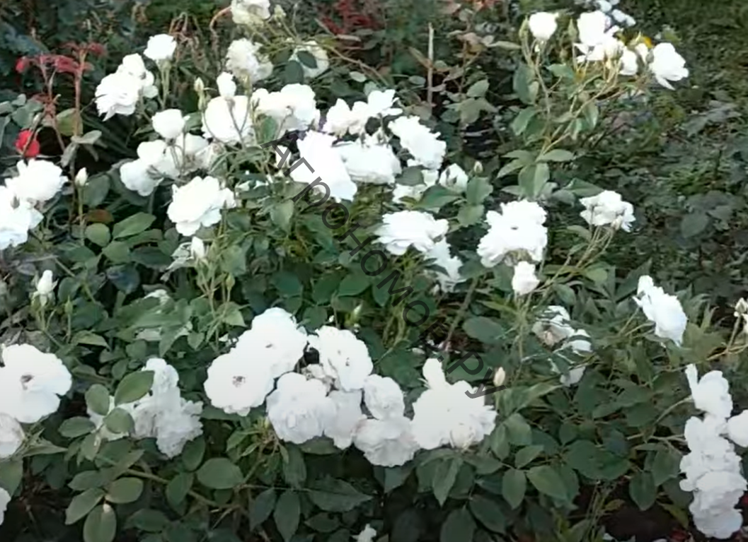 Роза флорибунда Айсберг - фото 1