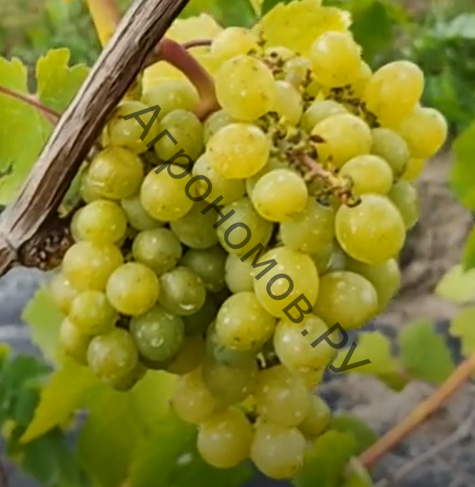 Виноград плодовый Русский янтарь - фото 1