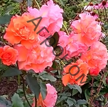 Роза плетистая Метанойя - фото 1