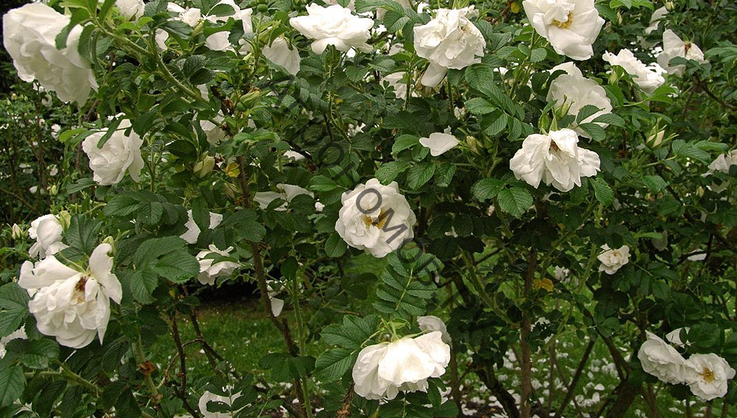 Роза морщинистая Альба  - фото 1