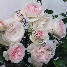 Роза плетистая Пьер де Ронсар 
