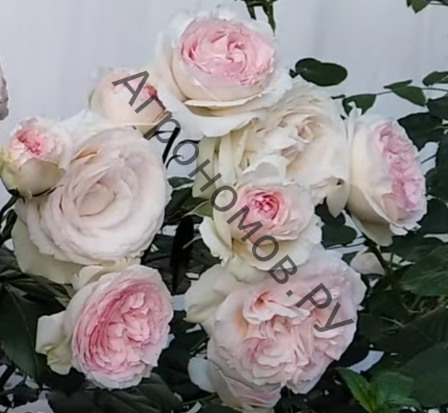 Роза плетистая Пьер де Ронсар  - фото 1
