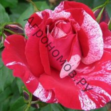 Роза чайно-гибридная Папагено (Анри Матисс)