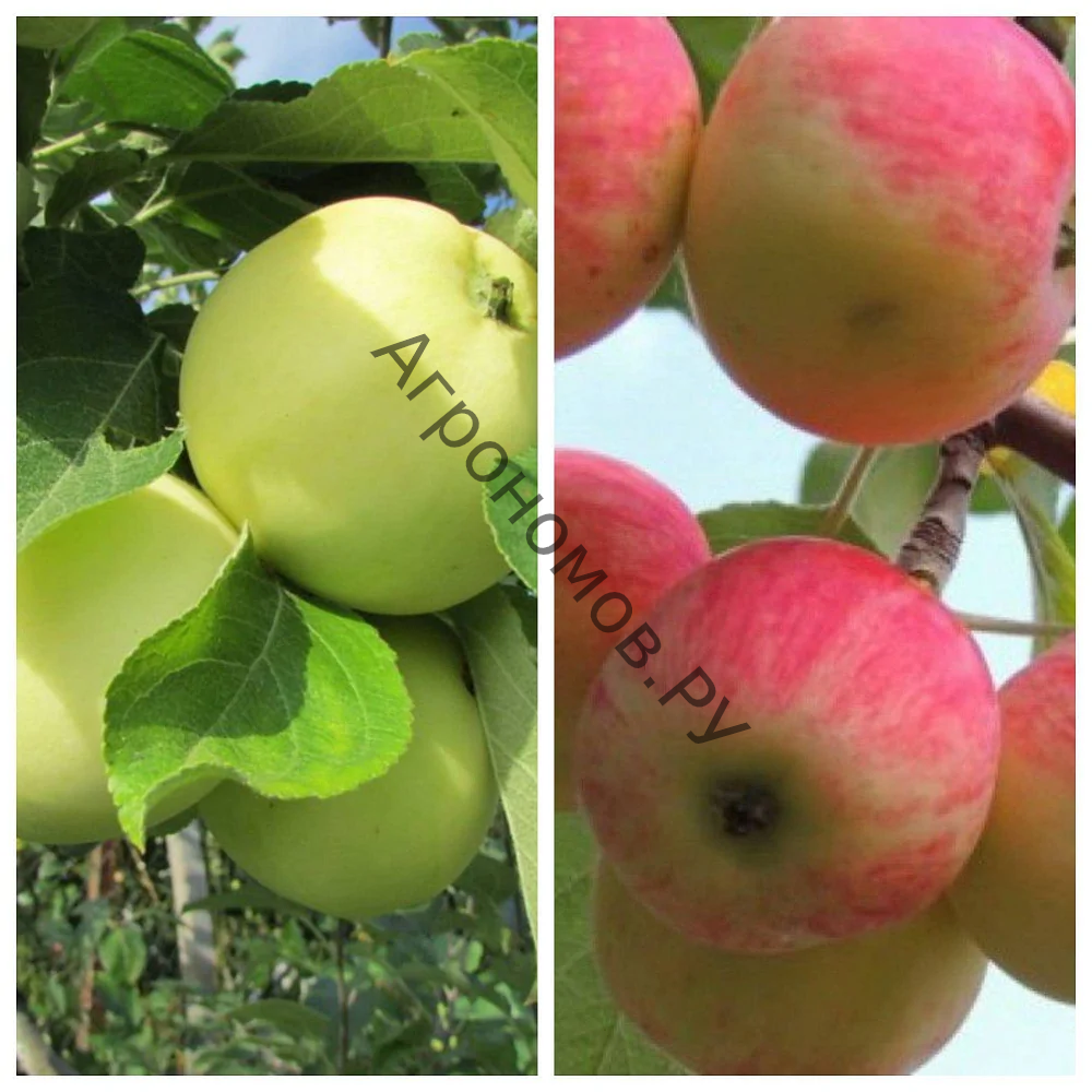 Дерево-сад (2-3 летка) яблоня 2 сорта Налив белый - Июльское Черненко - фото 1