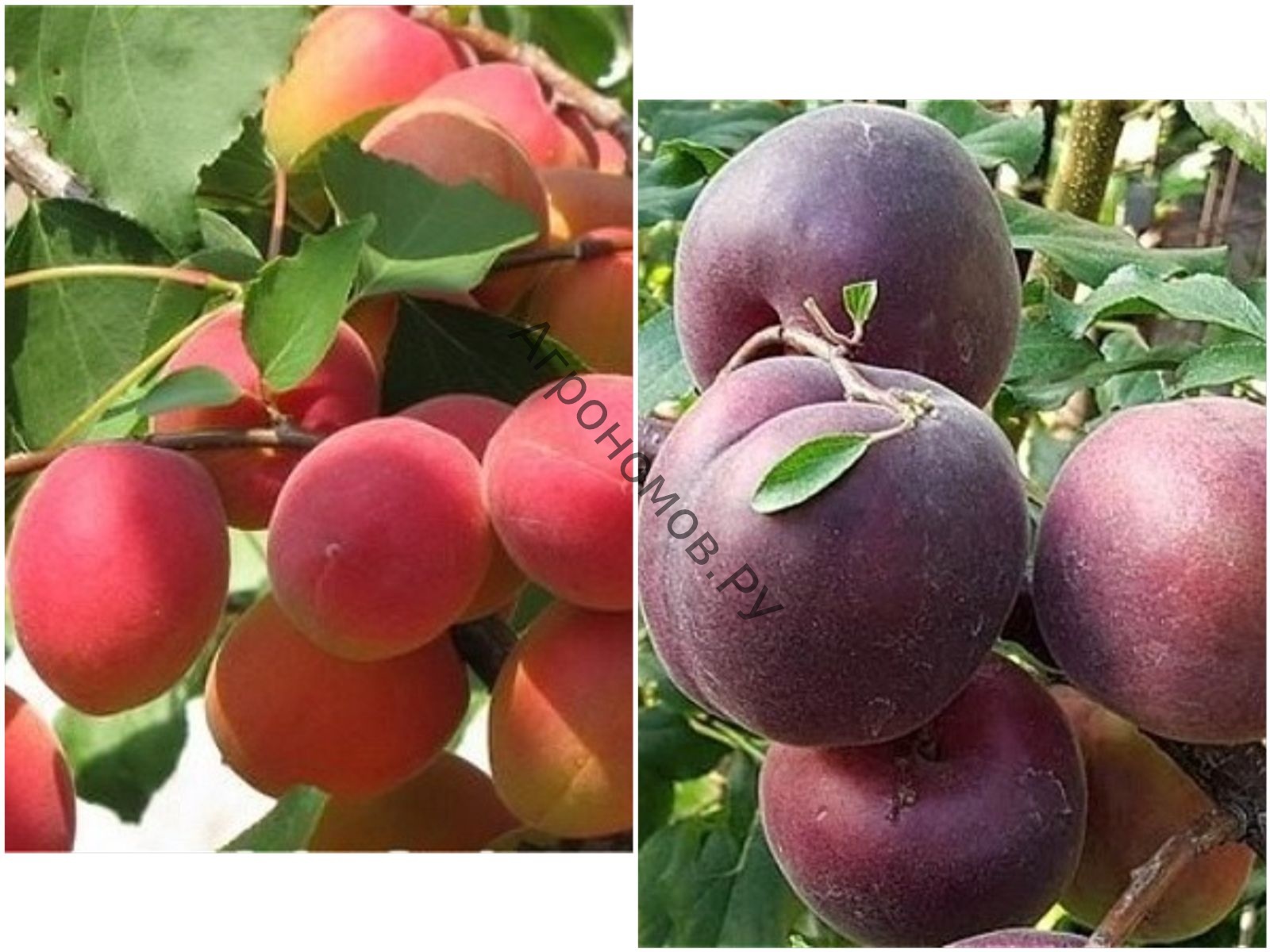  Дерево-сад (2-3 летка) абрикос 2 сорта Саратовский рубин - Черный принц - фото 1