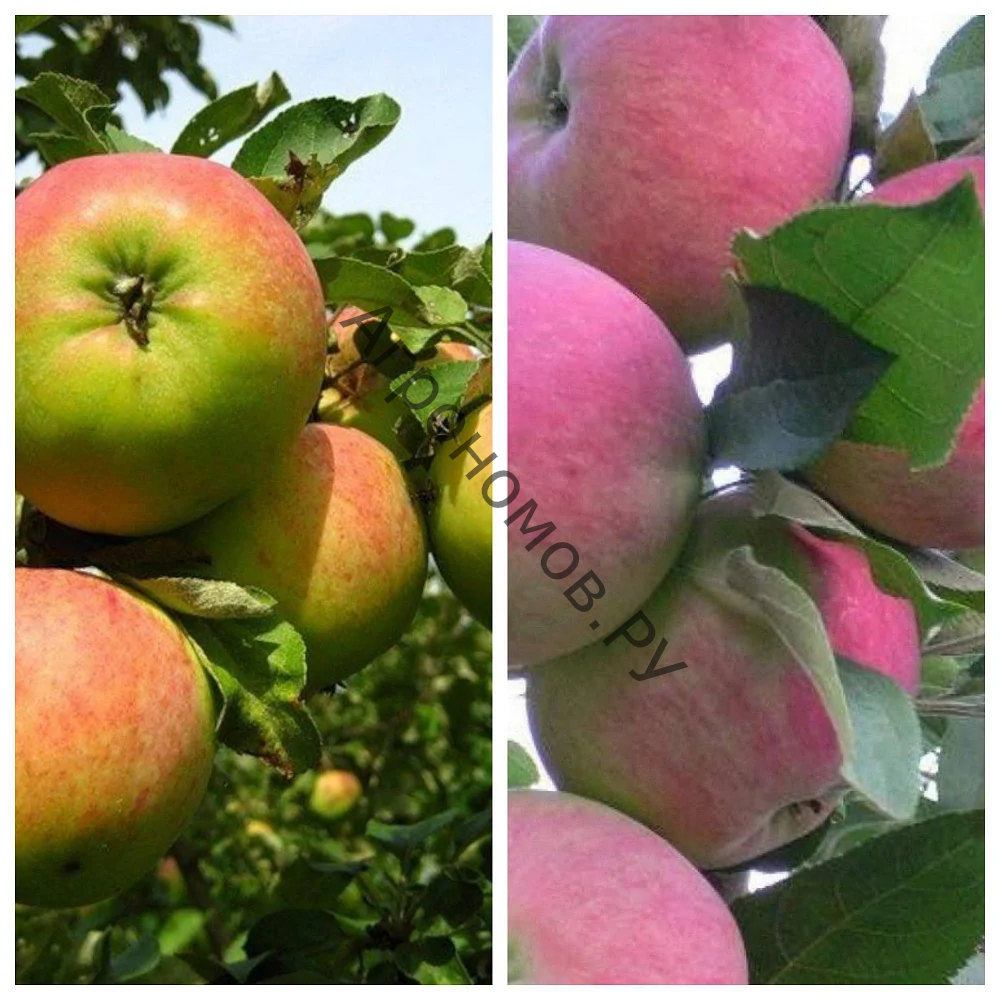 Дерево-сад (2-3 летка) яблоня 2 сорта Орловим - Мантет - фото 1