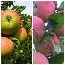 Дерево-сад (2-3 летка) яблоня 2 сорта Орловим - Мантет