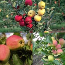 Дерево-сад яблоня 2 сорта  Яблочный спас - Коричное полосатое
