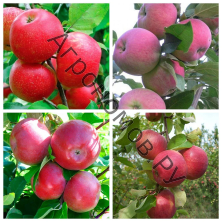Дерево-сад (3-4 летка) яблоня 4 сорта Хоней Крисп - Мантет - Лобо - Жигулевское