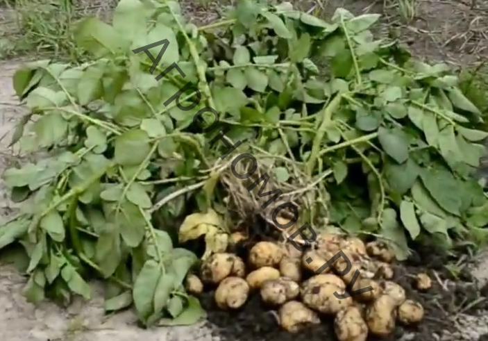 Семенной картофель Юбилей Жукова - фото 1