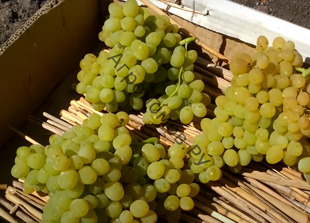 Виноград плодовый Кишмиш №342  - фото 1