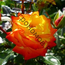  Роза флорибунда Самба 