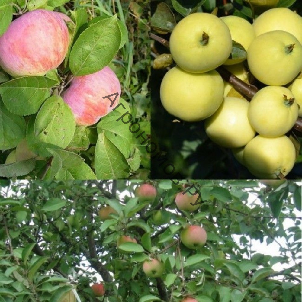 Дерево-сад (5 летка) яблоня 2 сорта	Орловим	Налив белый - фото 1