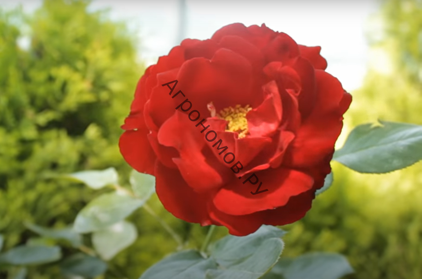 Роза флорибунда Лили Марлен - фото 1