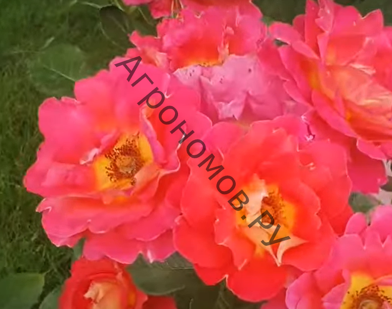 Роза флорибунда Кэп Хорн - фото 1
