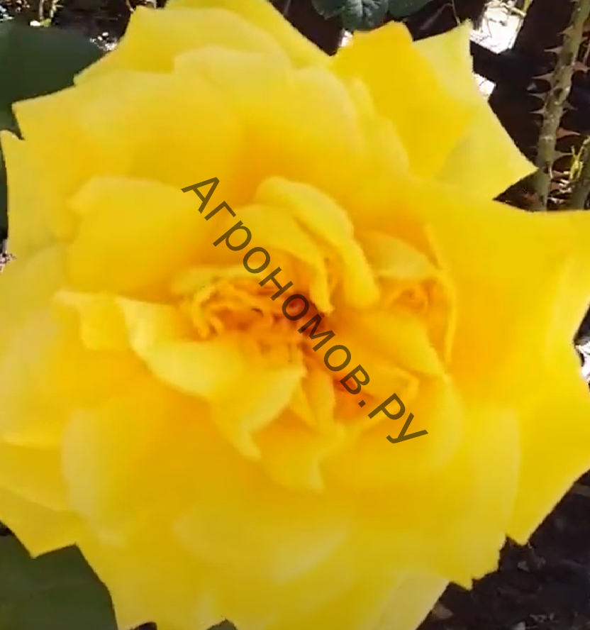 Роза флорибунда Артур Белл - фото 1