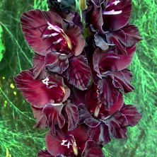 Гладиолус крупноцветковый "День и Ночь"
