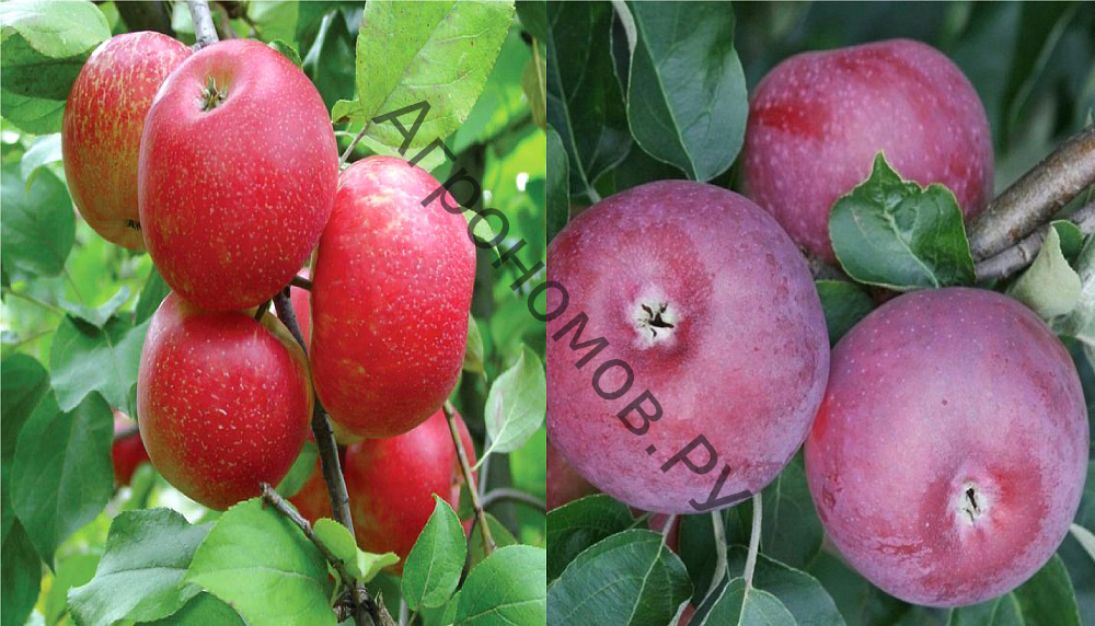 Дерево-сад (5 летка) яблоня 2 сорта Лобо - Хоней Крисп - фото 1