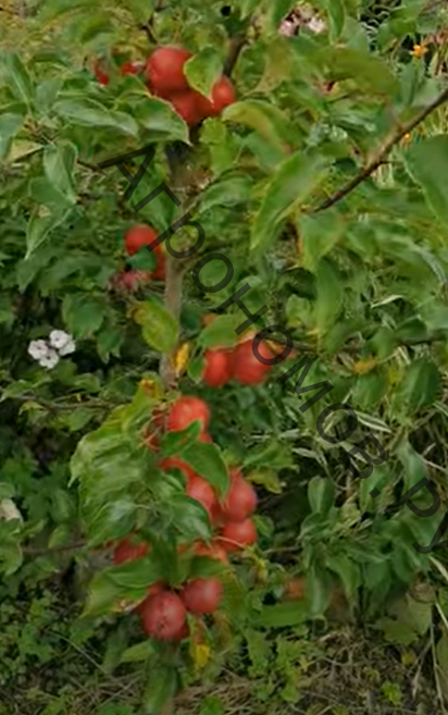 Яблоня Китайка Керр - фото 1