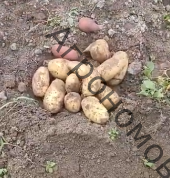 Семенной картофель Крепыш - фото 1