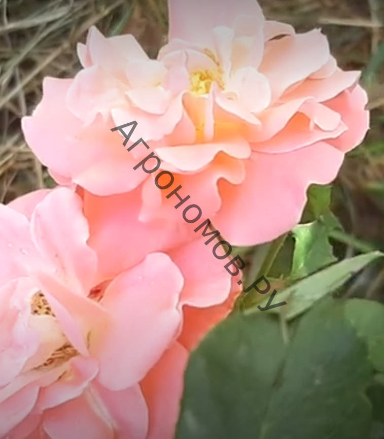 Роза флорибунда Боника - фото 1