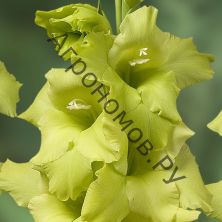 Гладиолус крупноцветковый Сольфарино