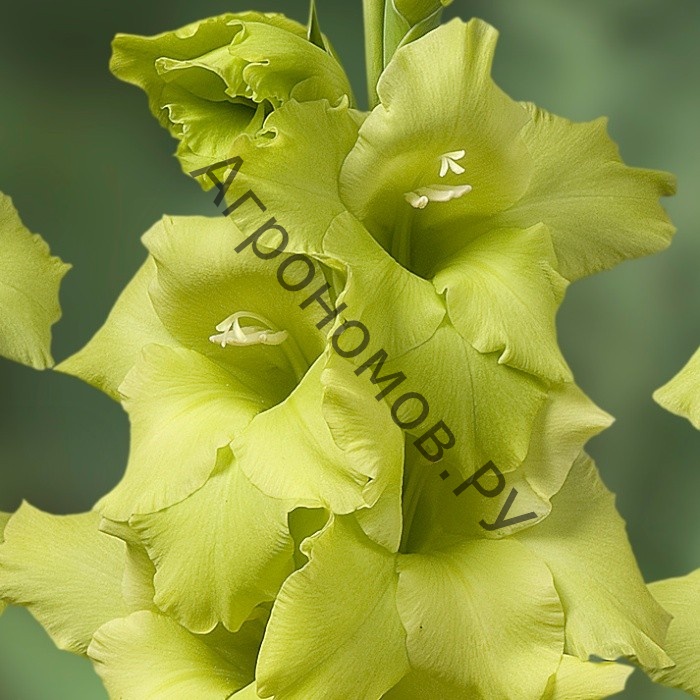 Гладиолус крупноцветковый Сольфарино - фото 1