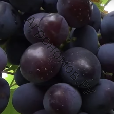 Виноград плодовый Фуршетный 