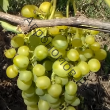 Саженцы виноград плодовый Супер-Экстра