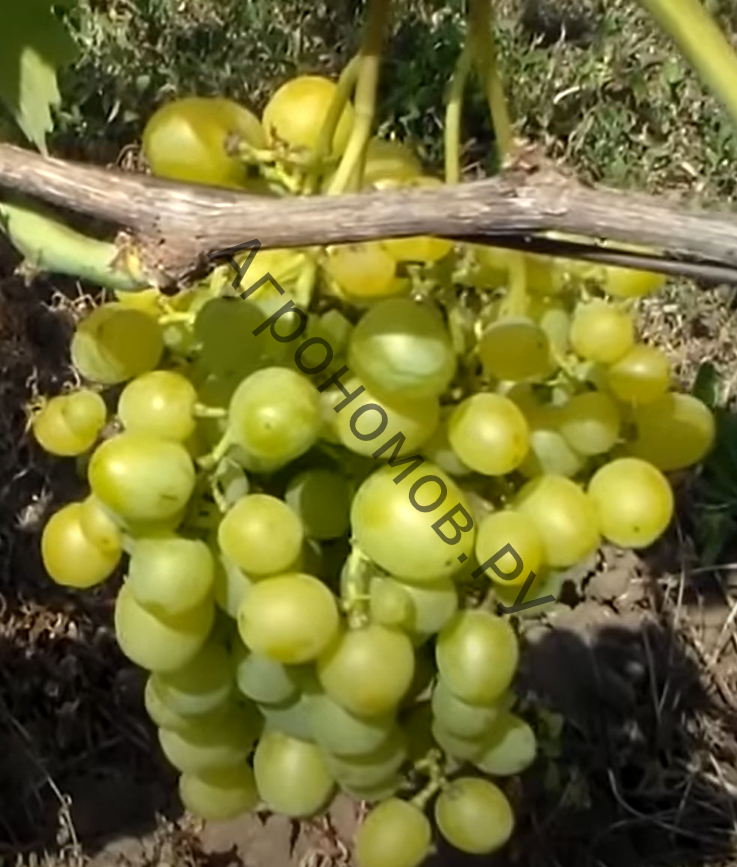 Саженцы виноград плодовый Супер-Экстра - фото 1