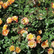 Роза парковая Вестерленд 