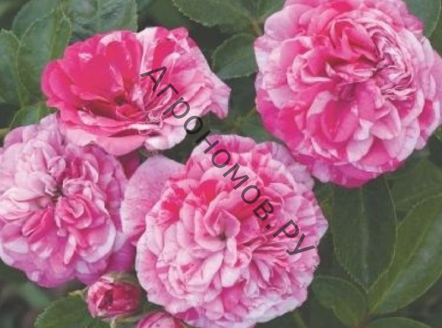 Роза миниатюрная Пикси Гауди - фото 1