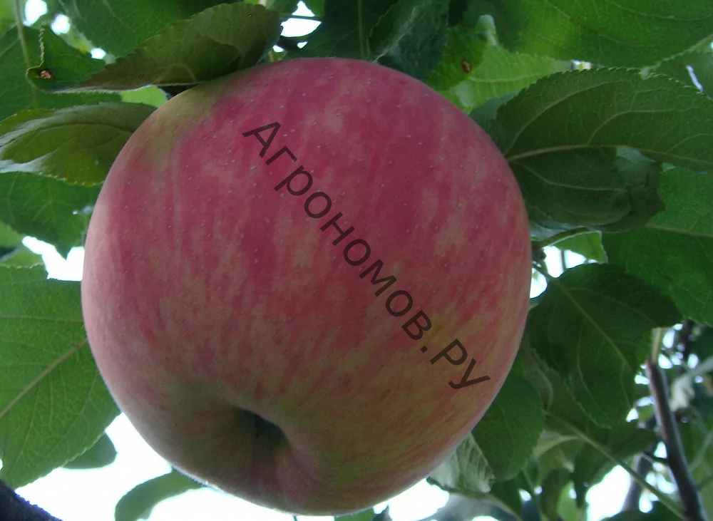 Дерево-сад (5 летка) яблоня 2 сорта Успенское - Дочь Мелбы - фото 1