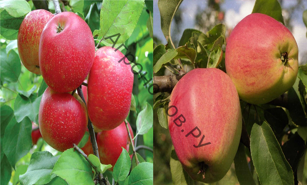 Дерево-сад (5 летка) яблоня 2 сорта Хоней Крисп - Кандиль орловский - фото 1