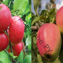 Дерево-сад (5 летка) яблоня 2 сорта Хоней Крисп - Кандиль орловский