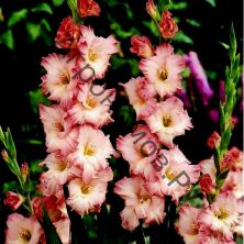 Гладиолус крупноцветковый Дольче Вита